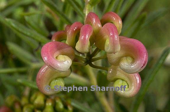 grevillea lanigera 3 graphic